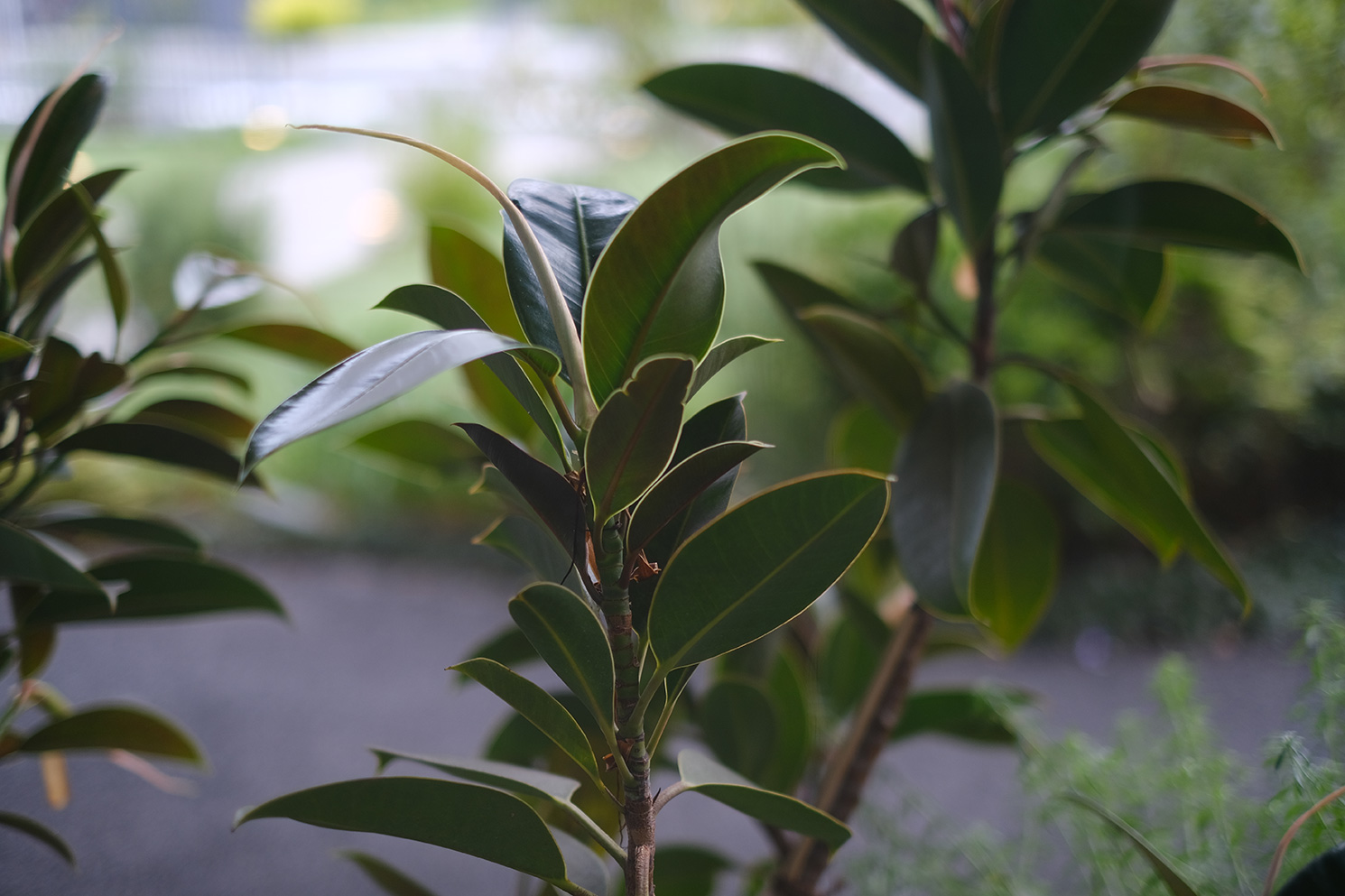 F1.4で撮影した例